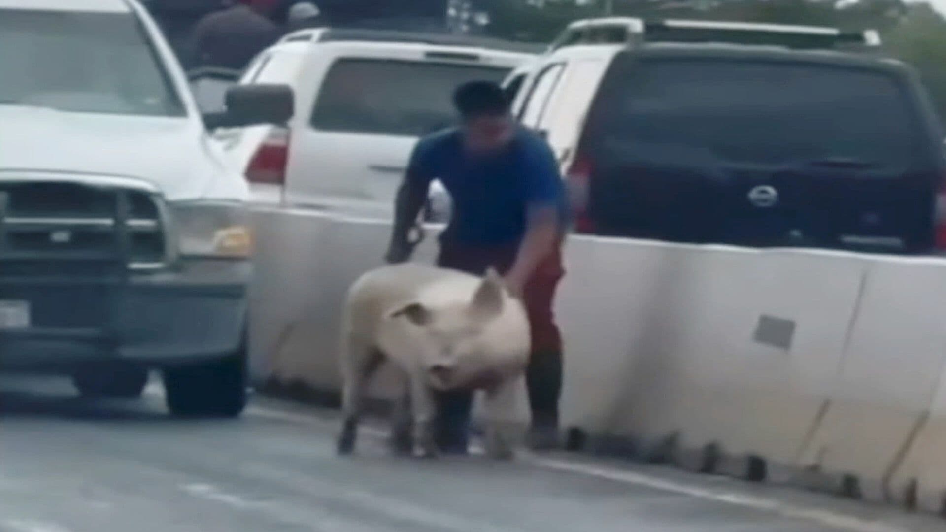 Cerdo Salta de la Camioneta y Corre por el Libramiento de San Miguel de Allende Guanajuato