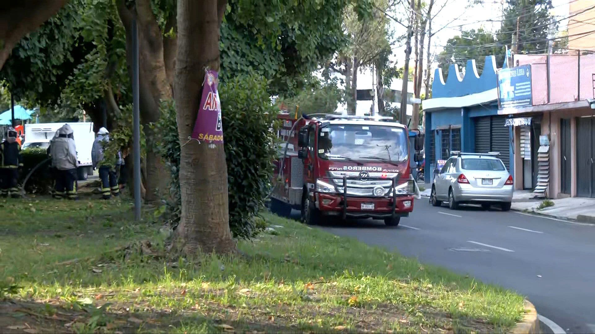 Ataque de Abejas en CDMX: Reportan Ocho Personas Picadas en Coyoacán