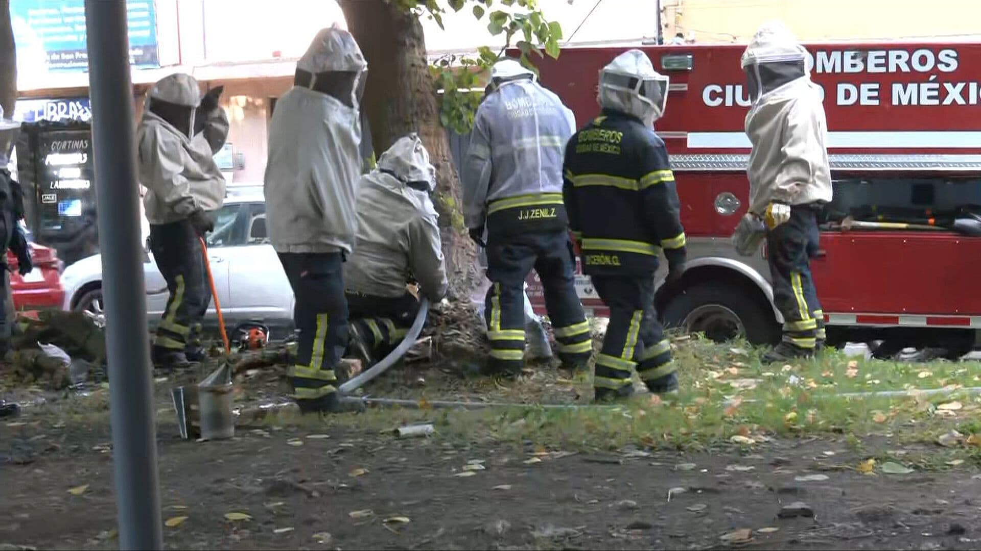 "Se Azotaban Contra el Cristal"; Testigos Narran a N+ Ataque de Abejas en Coyoacán, CDMX