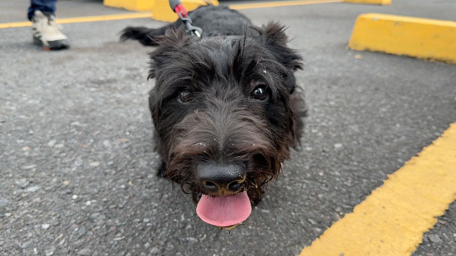 Día Mundial del Perro Recomendaciones para Mantener Feliz a tu Mascota