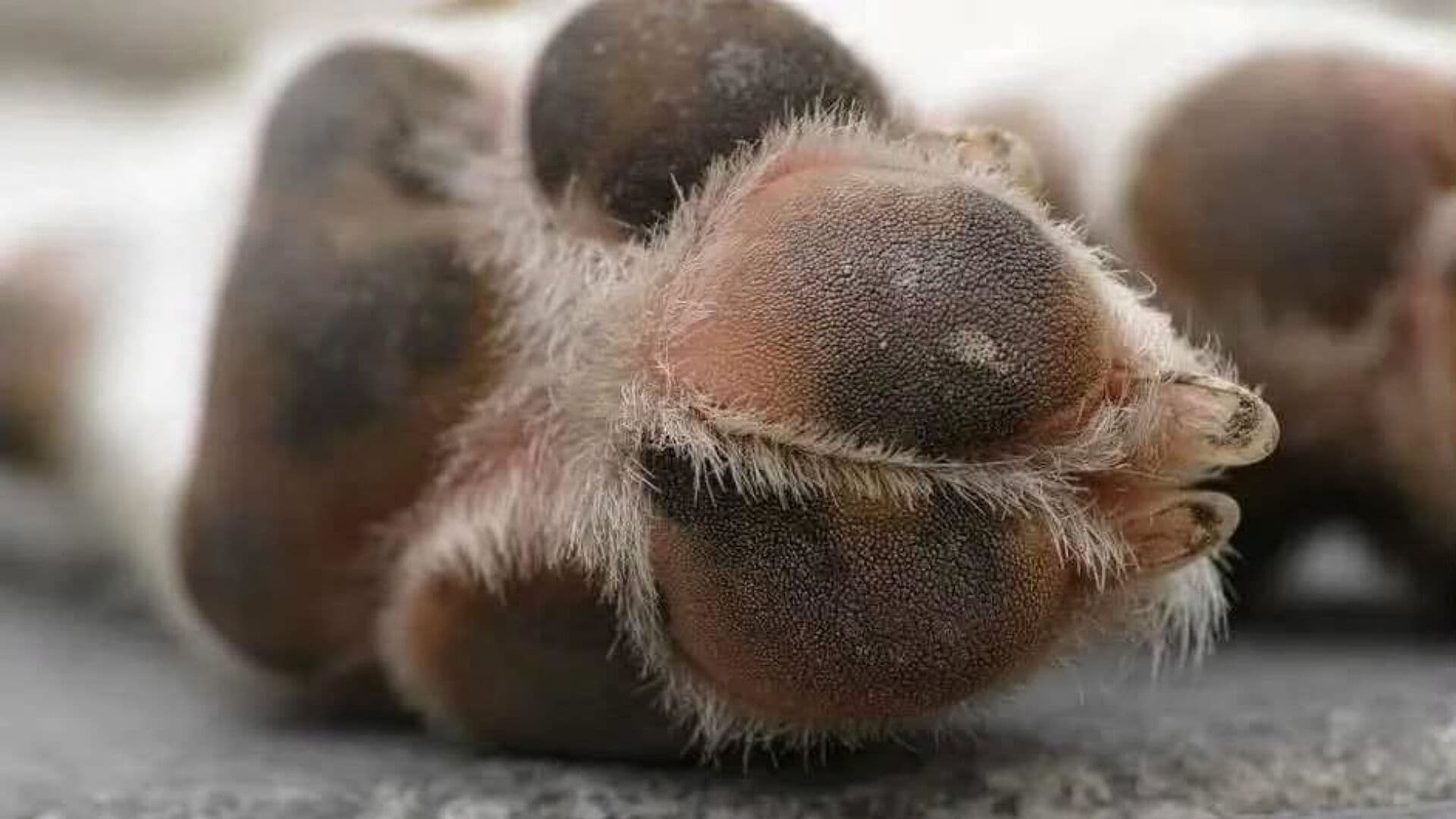 Justicia para Max: Perrito Intenta Defender a su Dueño y es Asesinado de un Disparo en Valle de Chalco