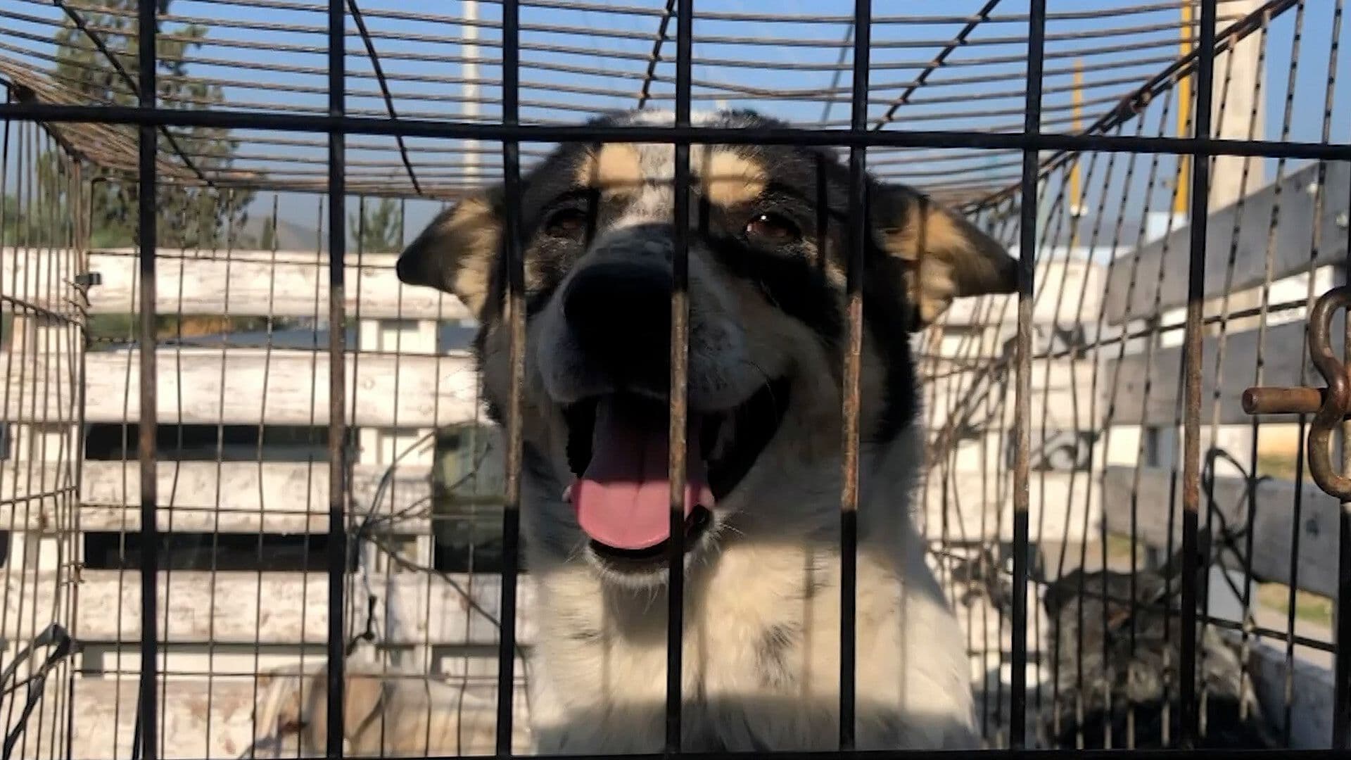 Coahuila Suma Más de 300 Investigaciones por Maltrato Animal en 2 Años