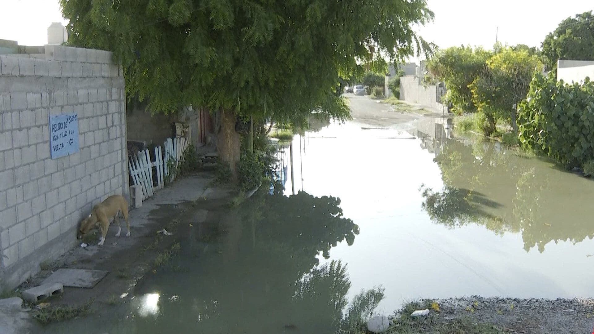 Fuga de Aguas Negras Invade Casas en Loma Real II en Torreón
