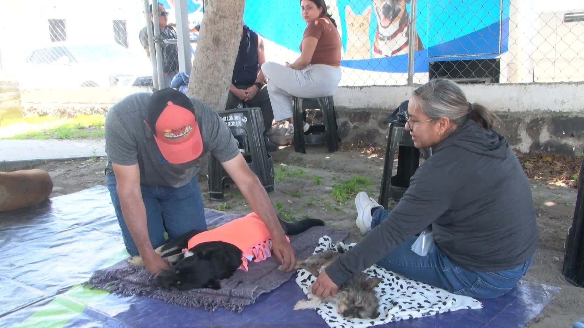 Impulsan Esterilización de Mascotas para Prevenir el Abandono en Querétaro