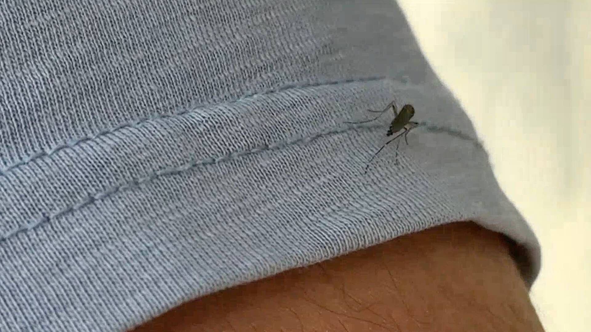 Veracruz Ocupa el Segundo Lugar Nacional en Casos de Dengue en lo que Va de 2026