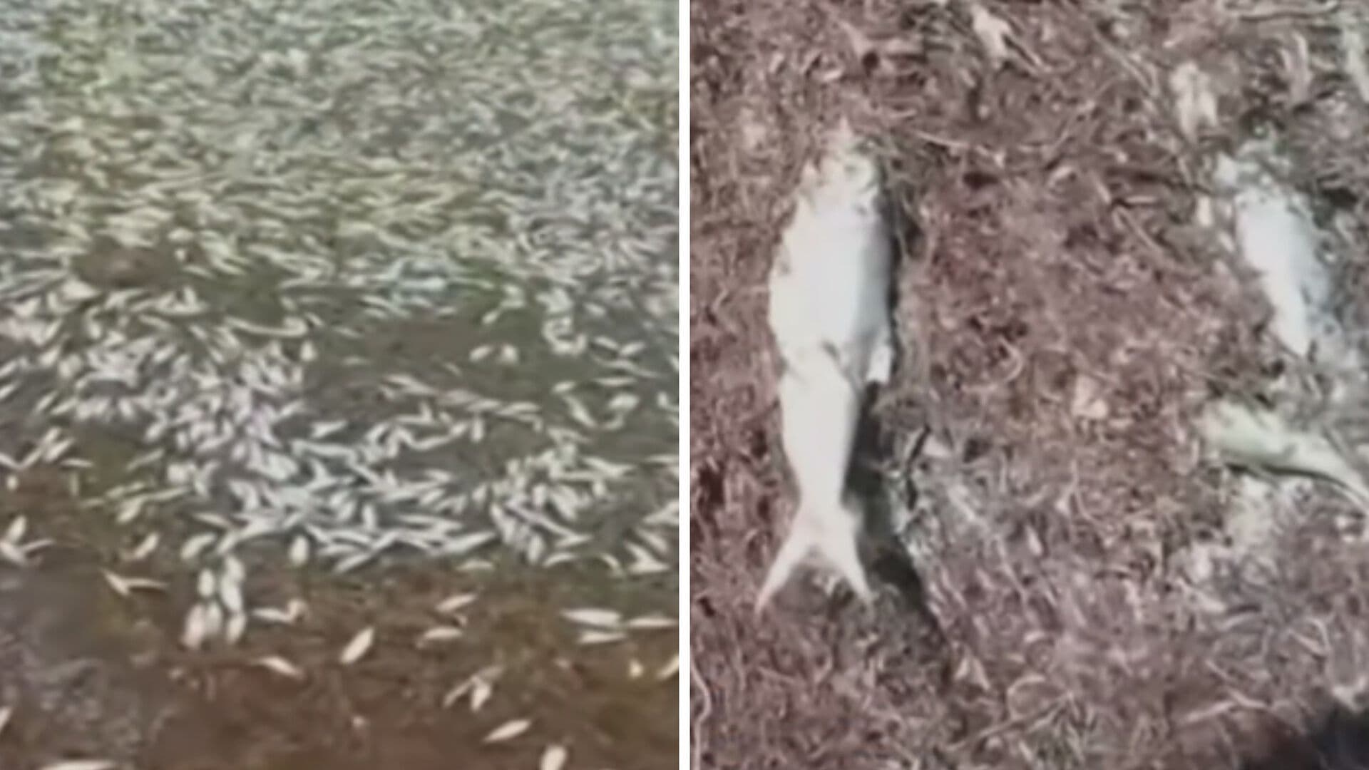 VIDEO | Captan Cientos de Peces Muertos en Playa de Quintana Roo