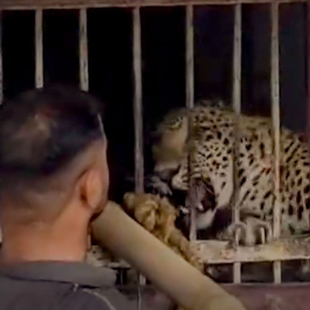 Leopardo Ataca Licorería