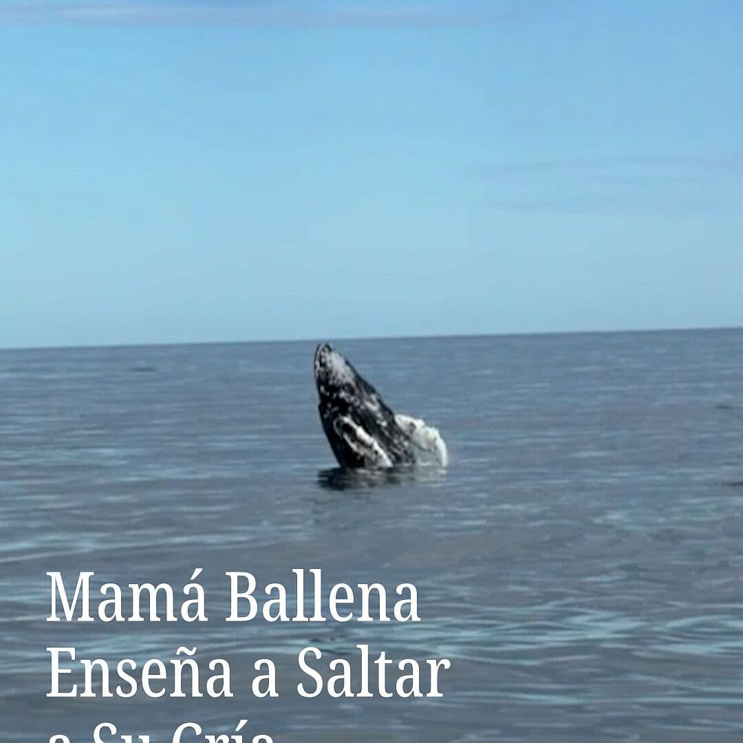 Mamá Ballena Enseña a Saltar a Su Cría