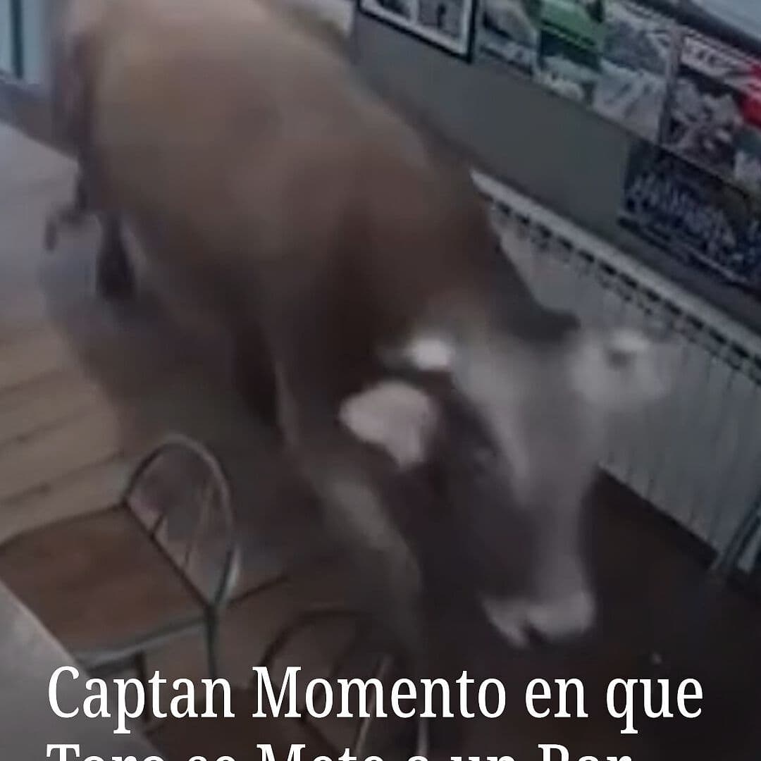 Toro se Mete a un Bar
