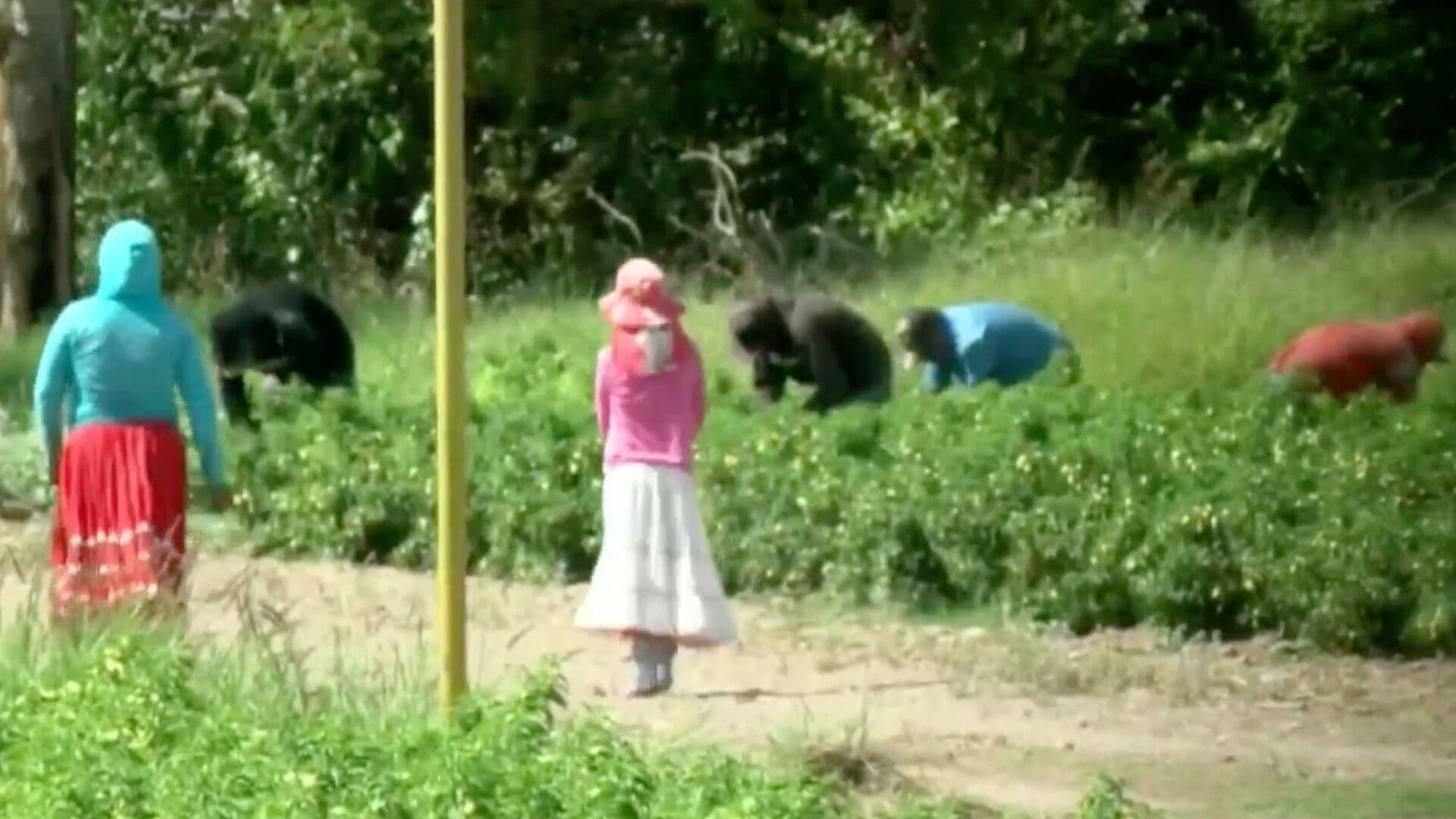 Niños de Hasta 9 Años Trabajan en la Pizca en Campos de Delicias-Rosales