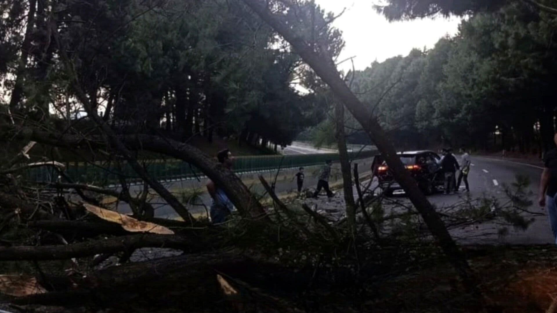 ¿Qué Pasó HOY en la México-Cuernavaca? Caída de Árbol Provoca Cierres Viales en la Autopista