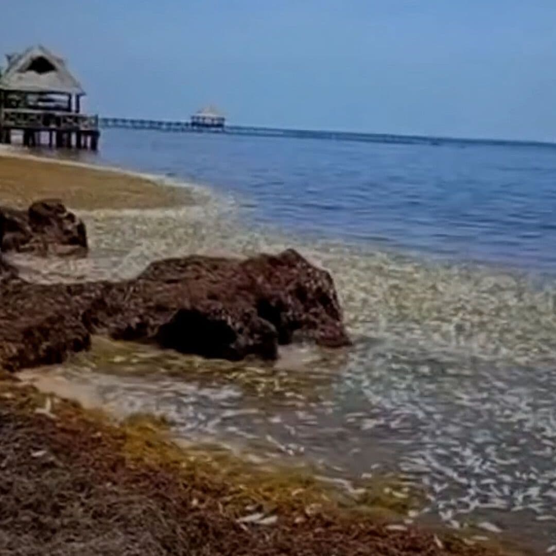 Aparecen Cientos de Peces Muertos en Playa