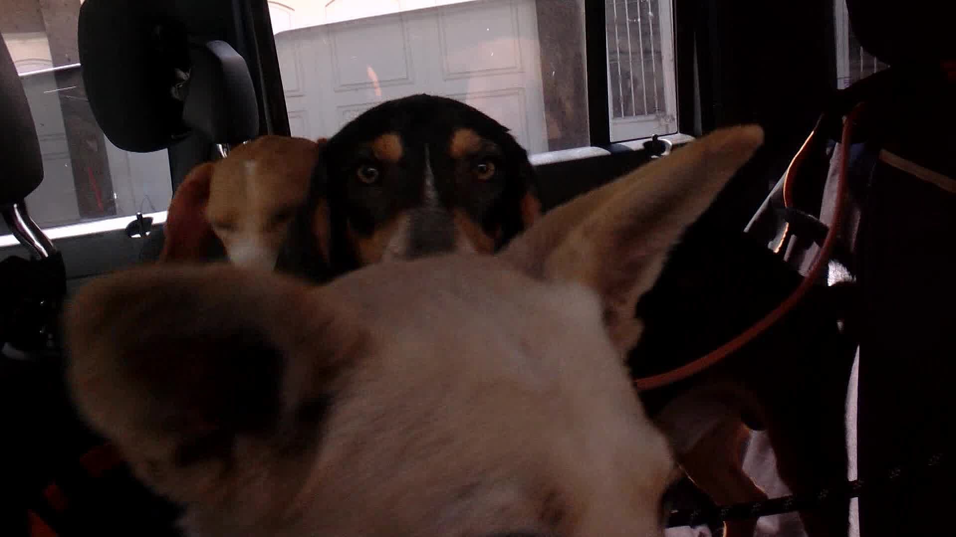 Gracias a Denuncias Se Rescató a Dos Perros Maltratados en Jalisco; Buscan Responsables
