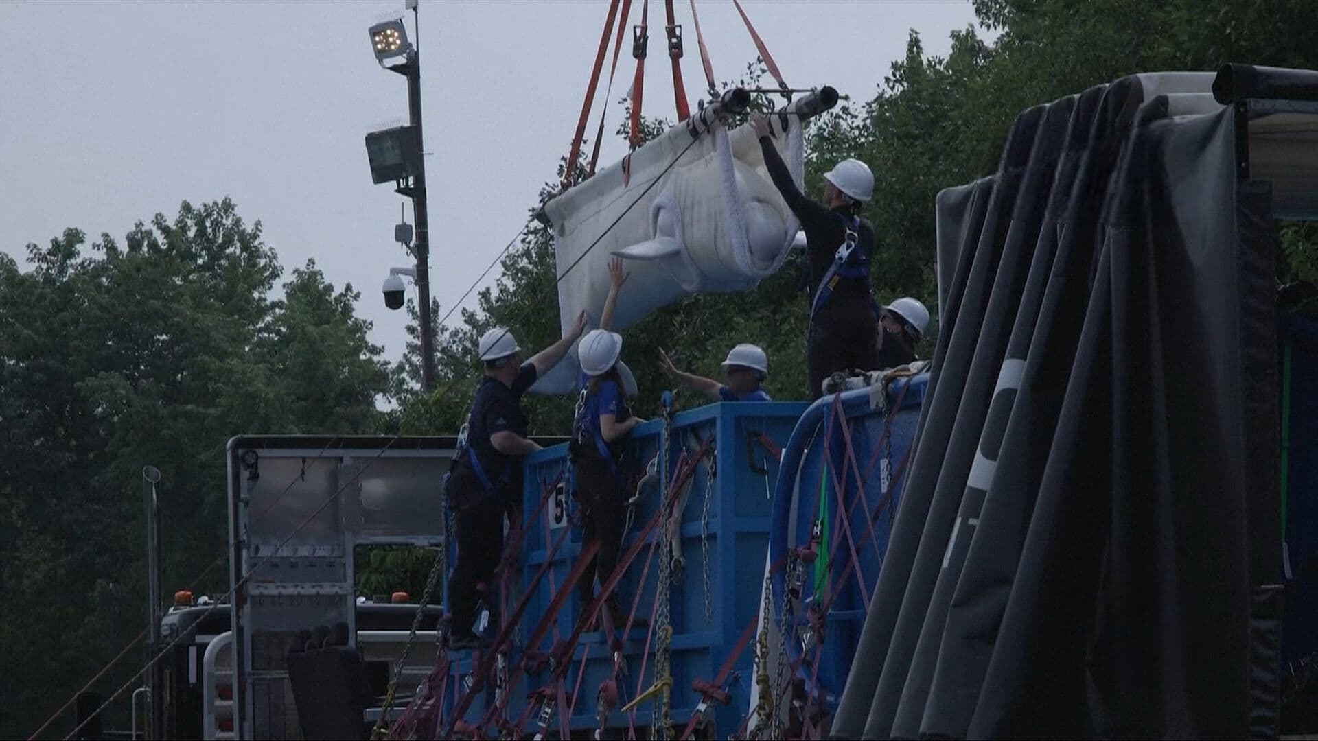 Trasladan con Éxito a EUA a 6 Ballenas Beluga Que Iban a Ser Sacrificadas en Acuario de Canadá
