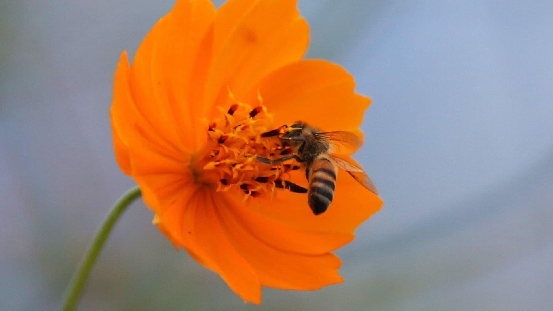 ¿Qué Hacer si te Pica una Abeja?: Guía Paso a Paso de la Cruz Roja Mexicana