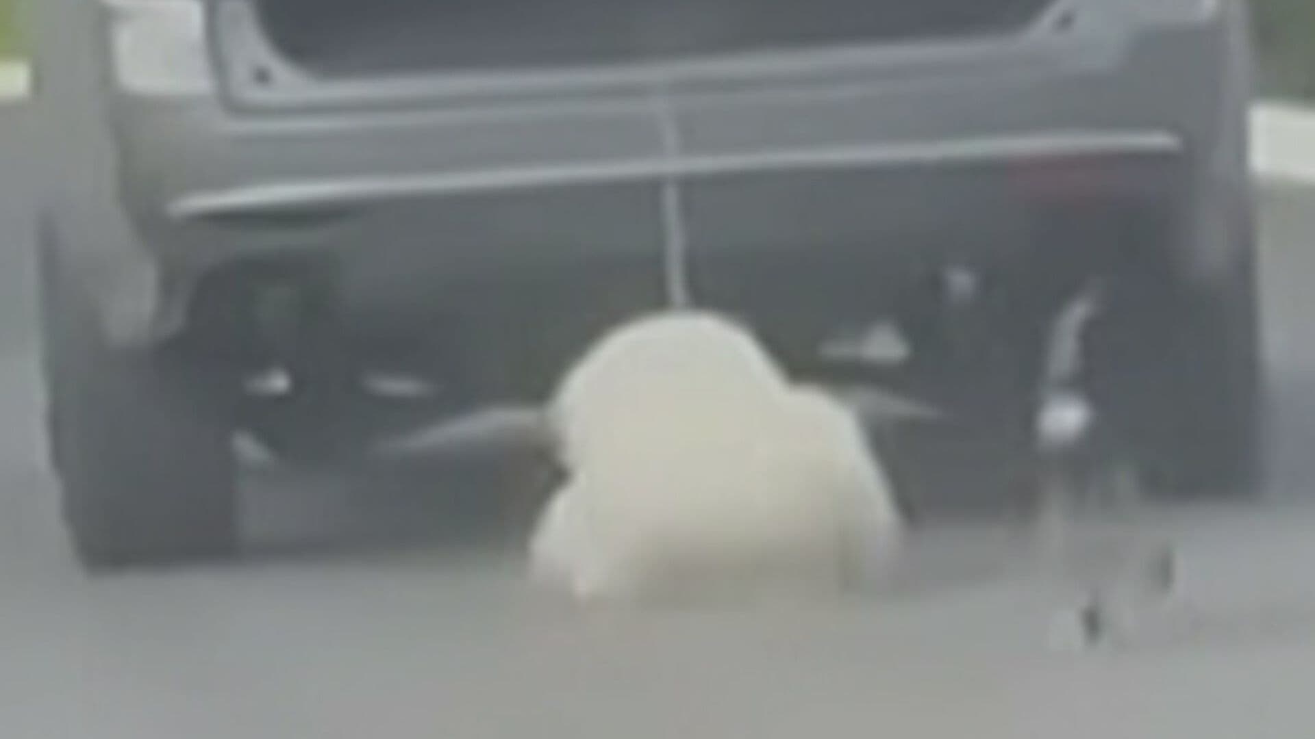 Muere 'Rocky', Perrito que fue Arrastrado Intencionalmente por su Dueña en Saltillo, Coahuila