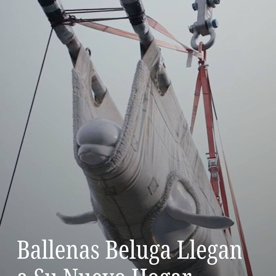 Ballenas Beluga Llegan a Su Nuevo Hogar