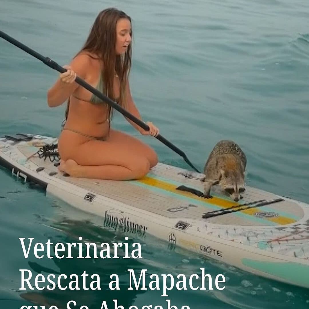 Veterinaria Rescata a Mapache que Se Ahogaba