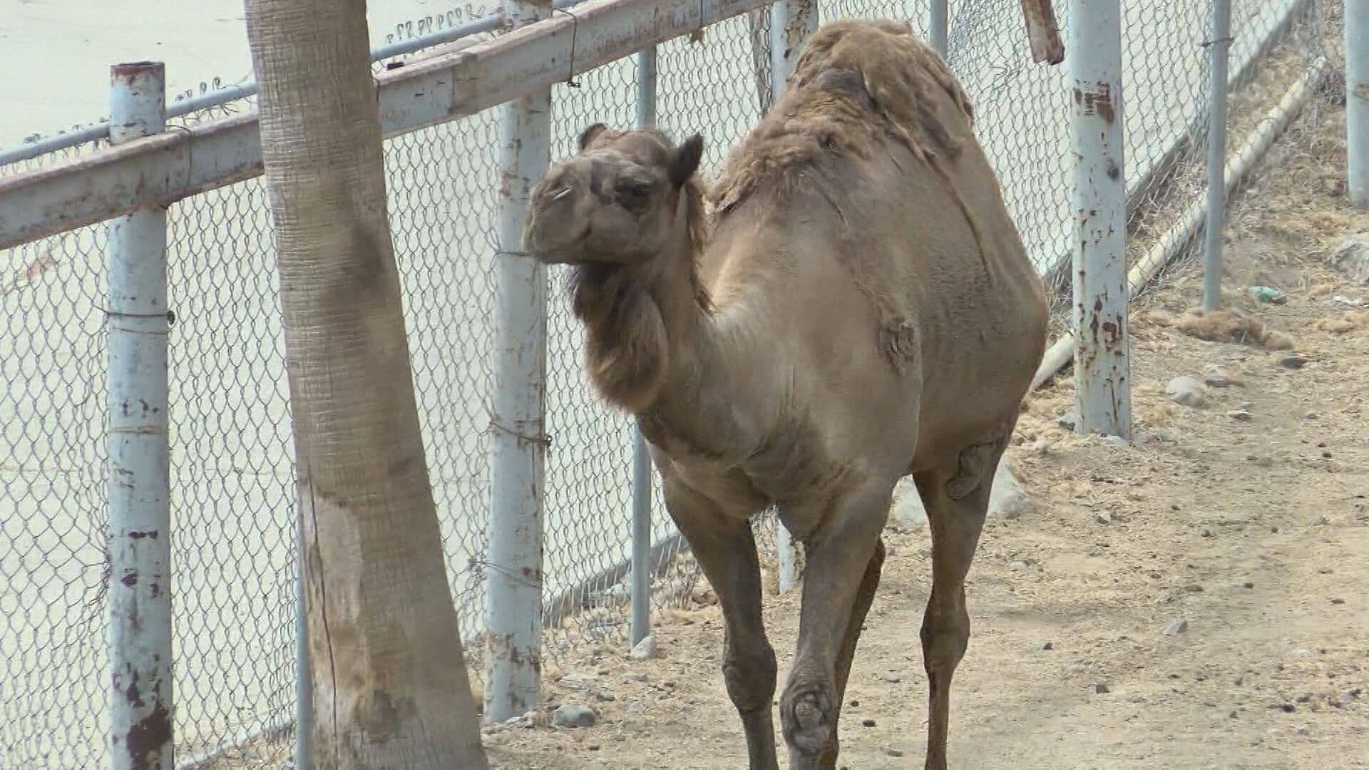 Animales del Parque Morelos Serán Reubicados a Zoológicos y Santuarios