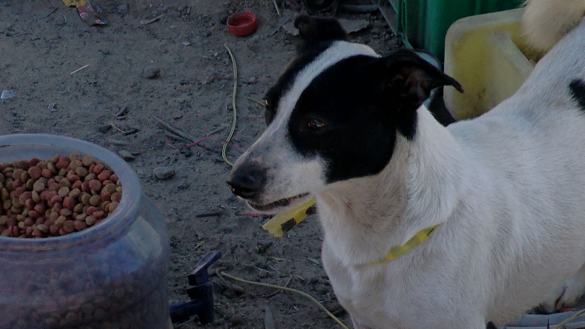Activista Denuncia Presunto Abandono de Perros Tras Cateo en Tijuana