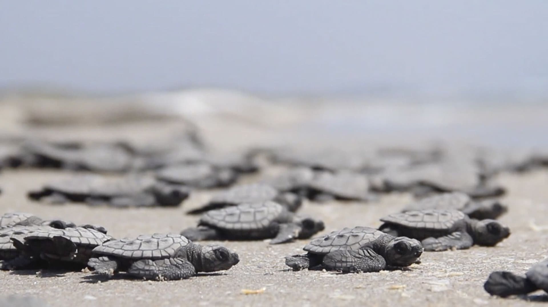 Conoce a Nicolás, el Protector de la Tortuga Lora en Playa Bagdad