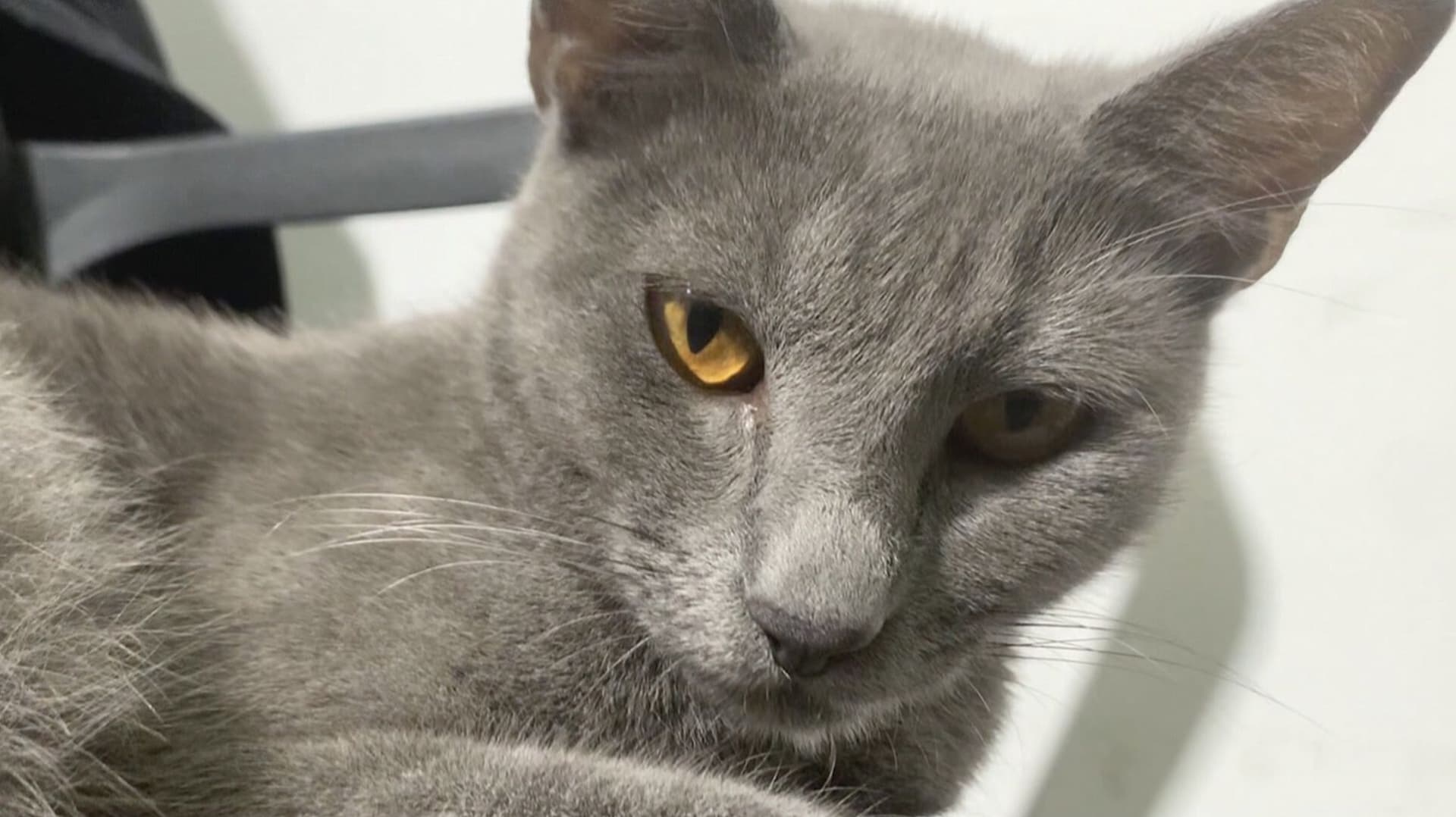 Benito el Gato Rescatado que Vive en Secretaría Estatal Anticorrupción de Tamaulipas
