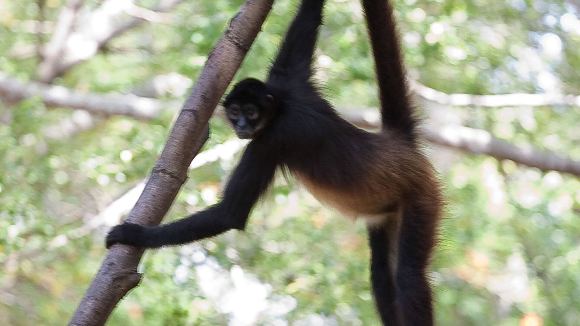 Comían Hamburguesas y los Trataban como Humanos; Rescatan a Monos Araña en Colima