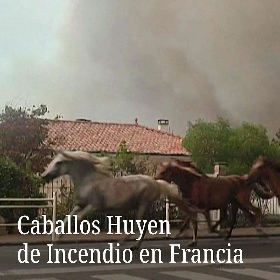 Caballos Huyen de Incendio en Francia