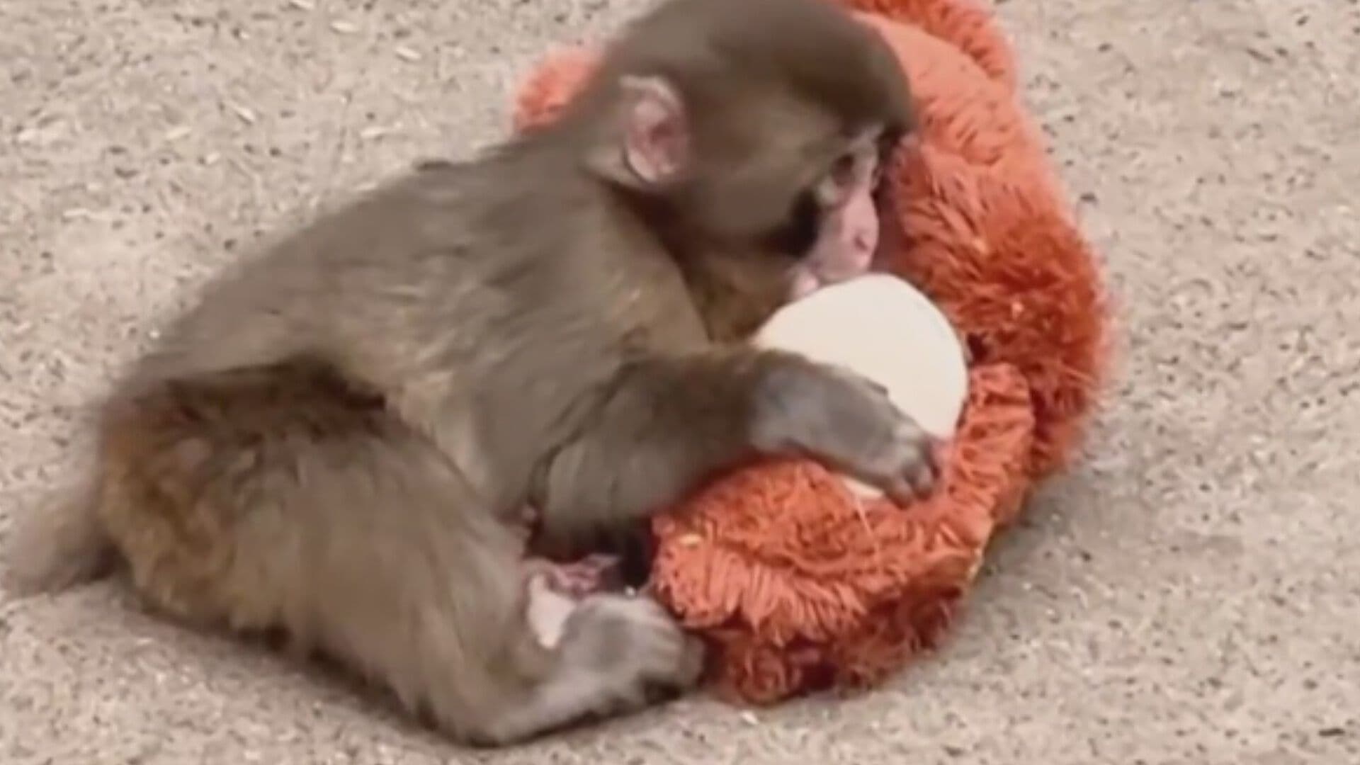 'Punch' Está de Fiesta; Así Celebra su Cumpleaños en el Zoológico de Ichikawa