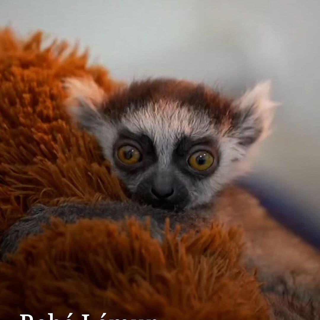 Bebé Lémur Adopta a Peluche como Madre