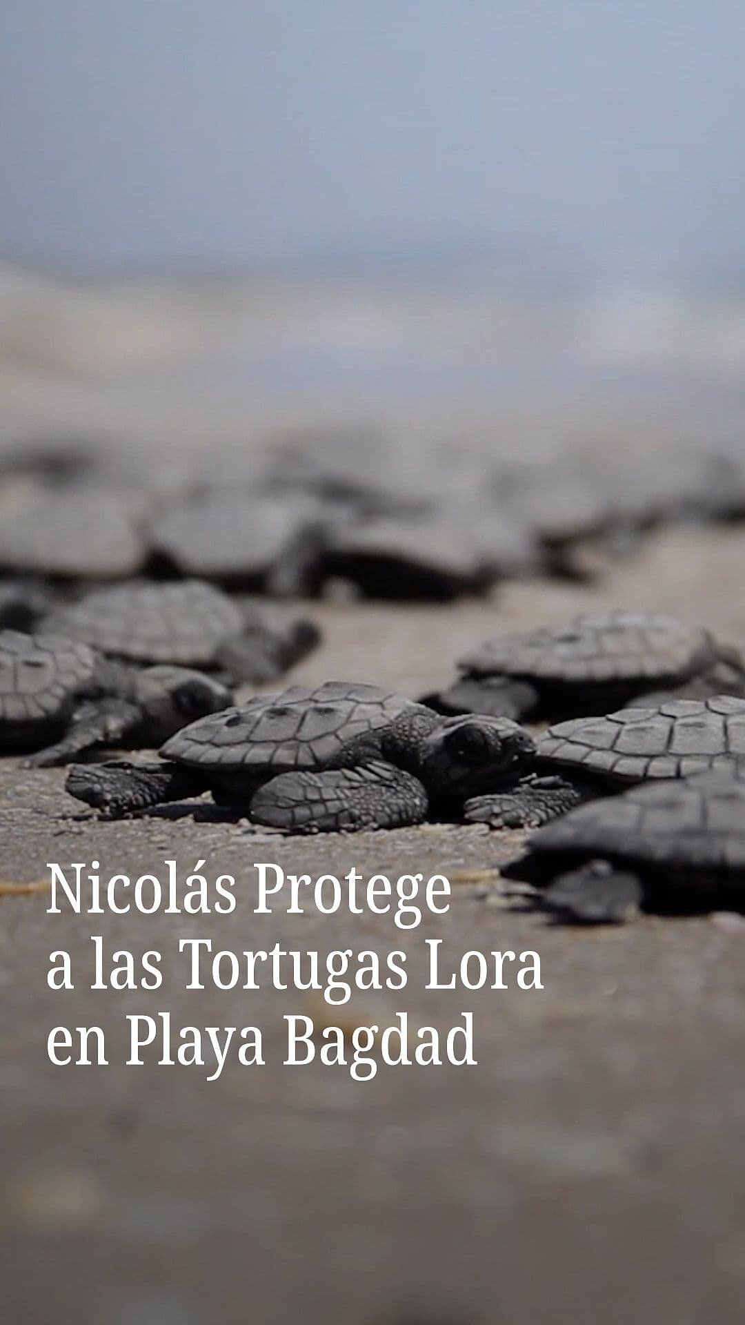 Nicolás Protege a las Tortugas Lora en Playa Bagdad