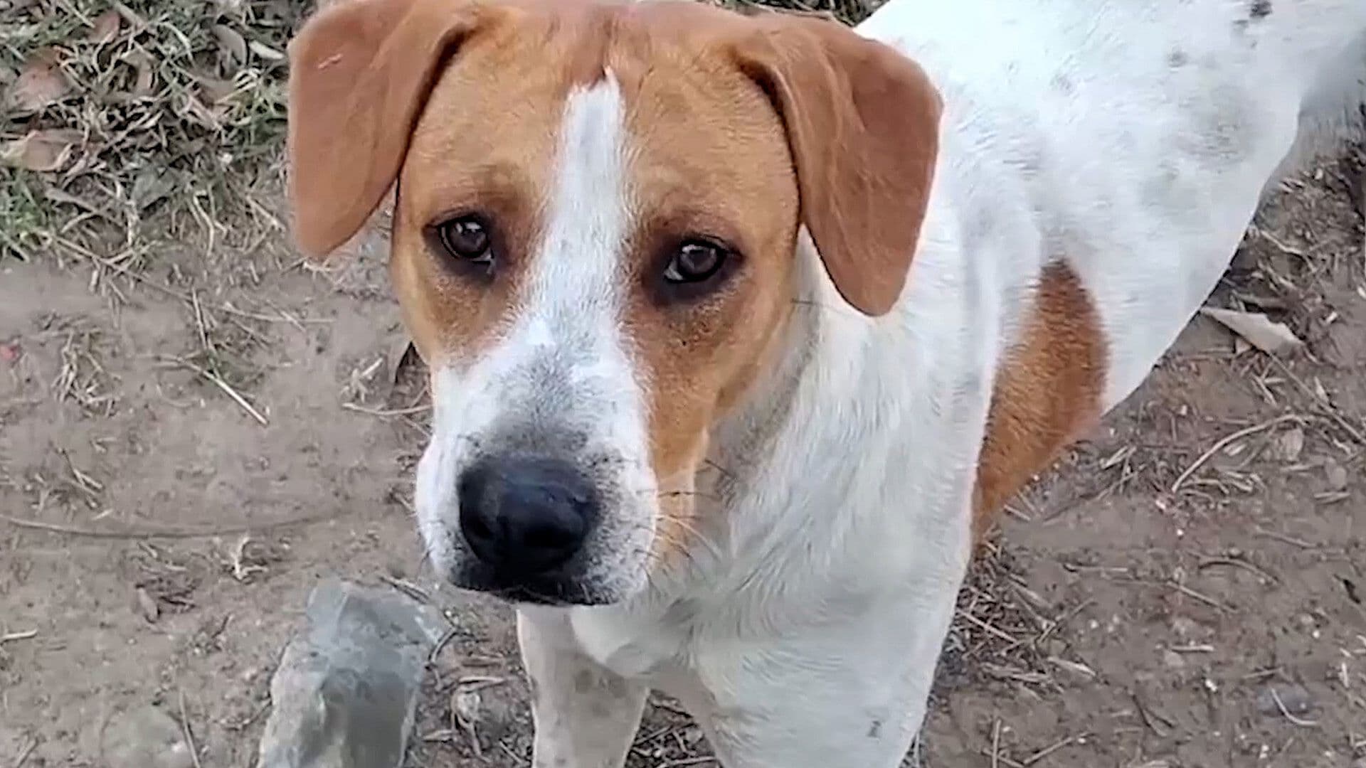 Dos Personas Enfrentan Proceso Penal por Casos de Crueldad Animal en Piedras Negras