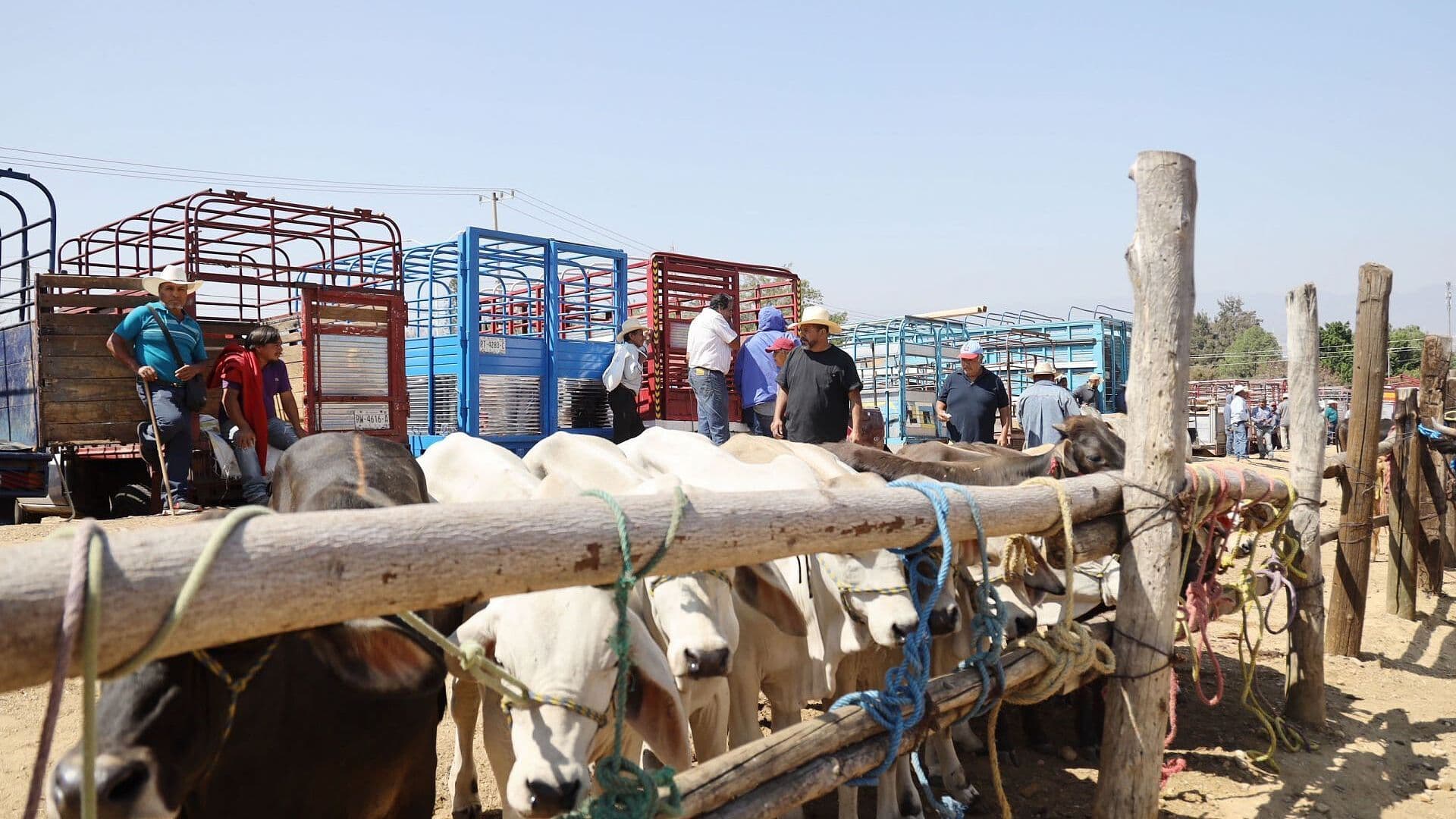 México Reanudará Exportación de Ganado a EUA: Sheinbaum Anuncia Fecha
