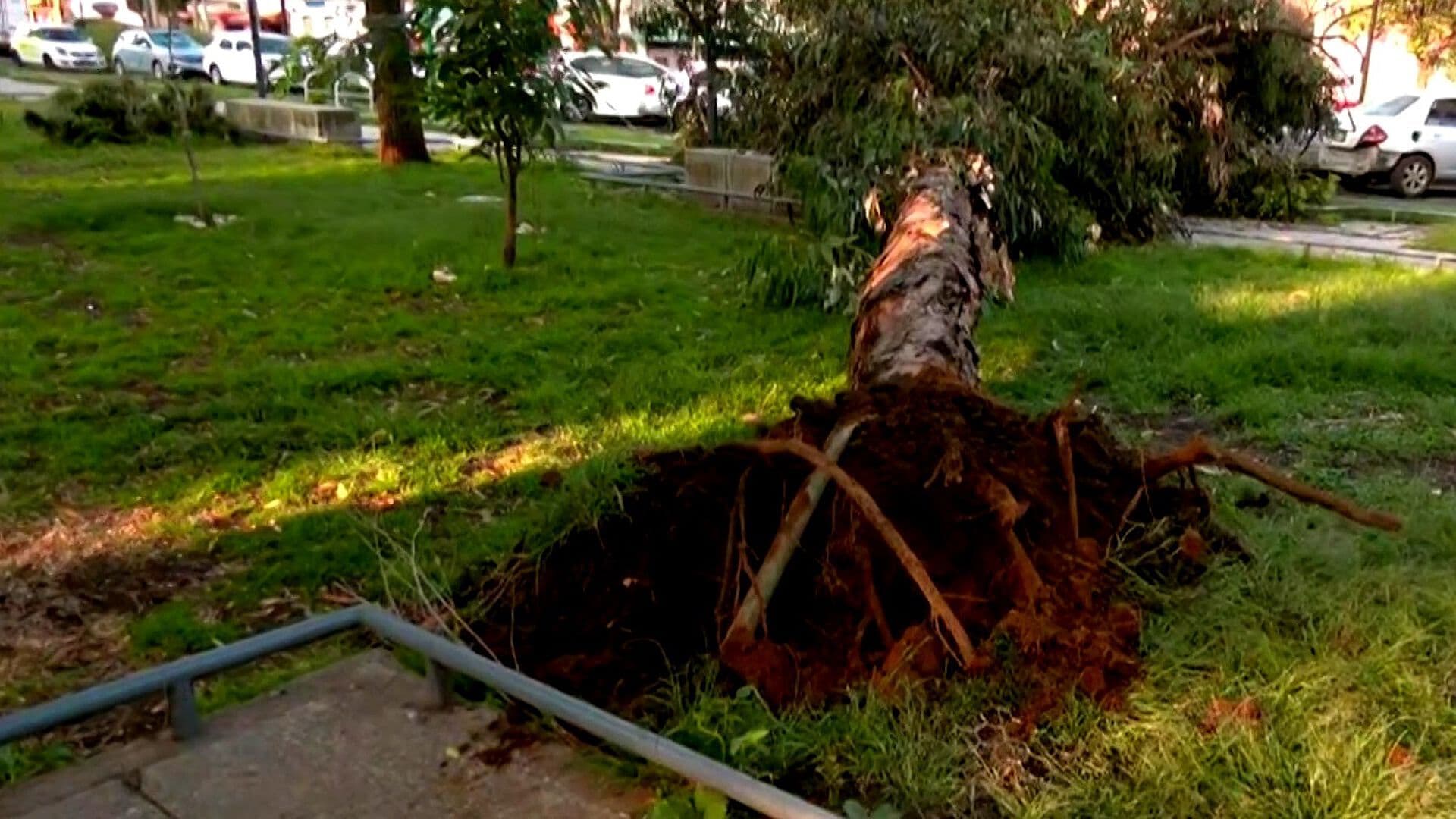 Árbol Cae por Raíces Podridas en el Parque El Indio, Cuauhtémoc, CDMX