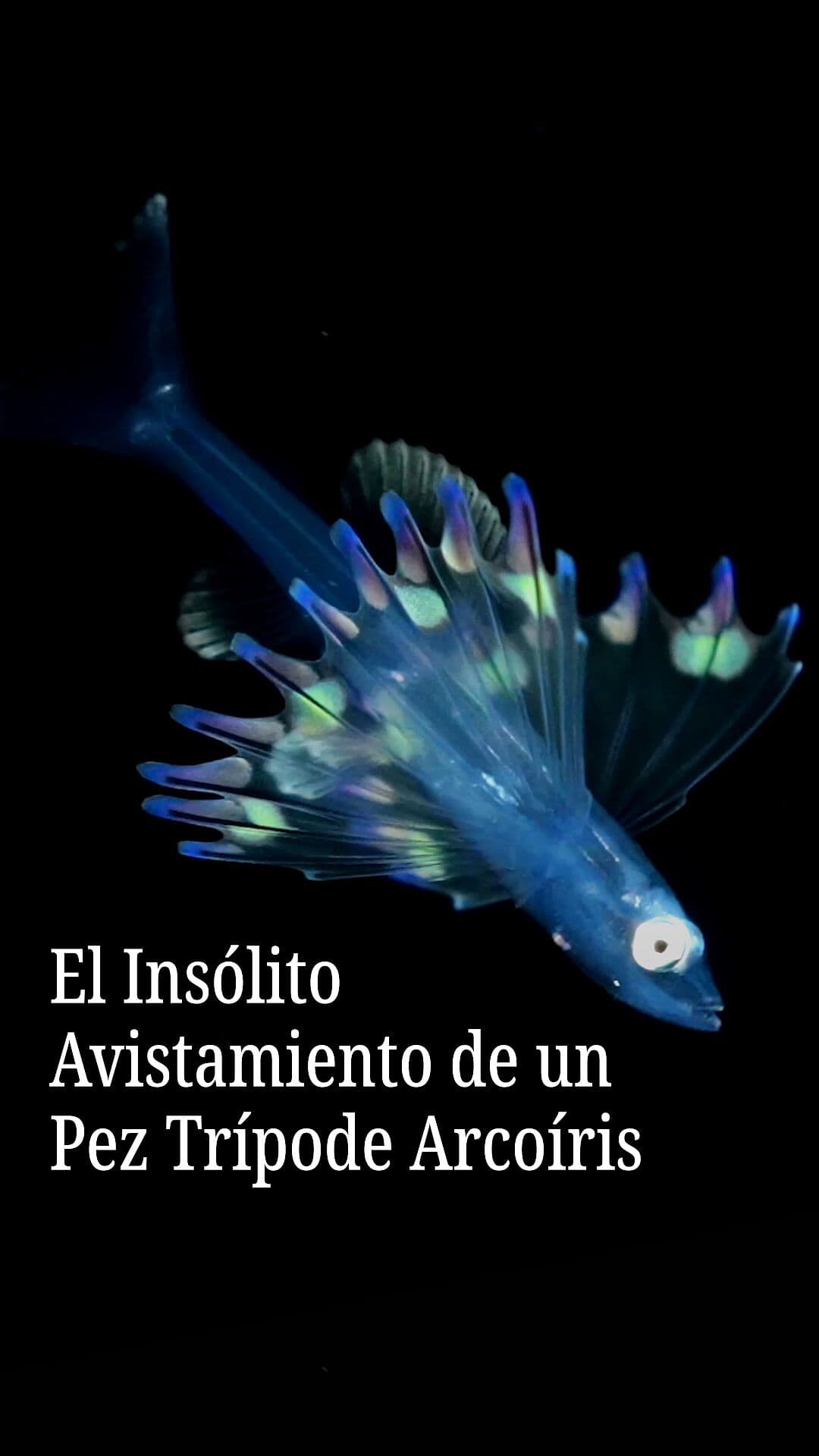 El Insólito Avistamiento de un Pez Trípode Arcoíris