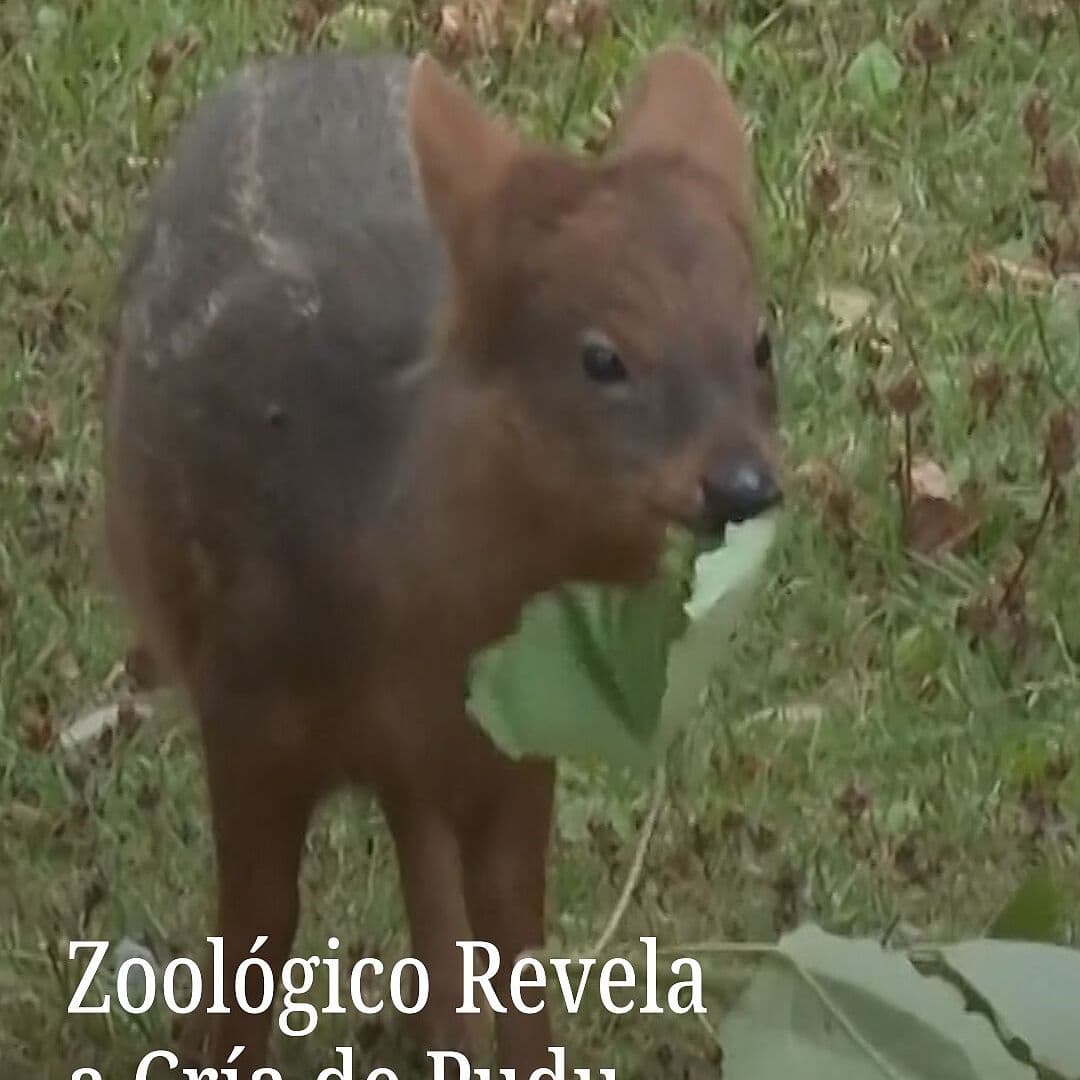 Zoológico Revela a Cría de Pudu