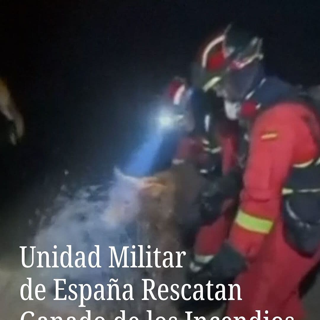 Unidad Militar de España Rescatan Ganado de los Incendios.