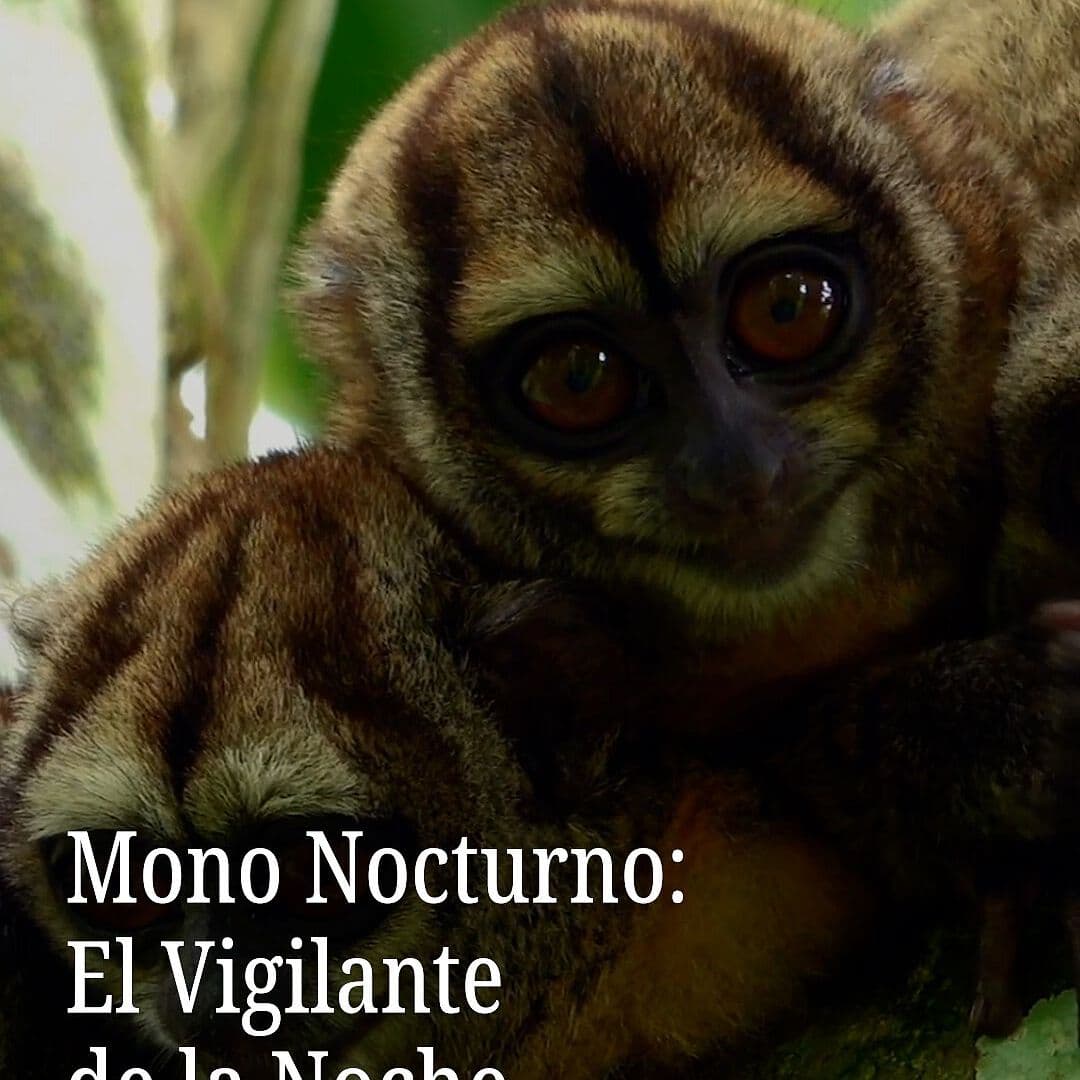 Mono Nocturno: El Vigilante de la Noche