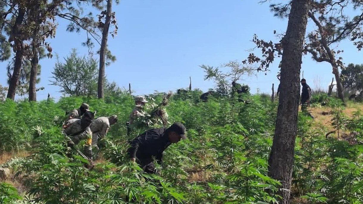 Destruyen Cerca de 42 Mil Plantas de Marihuana en Tequila
