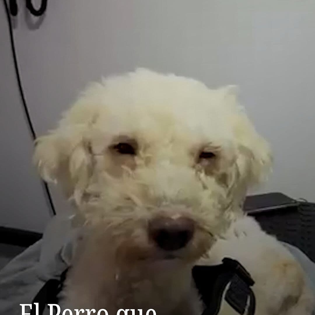 El Perro que Sobrevivió 29 Días en los Escombros