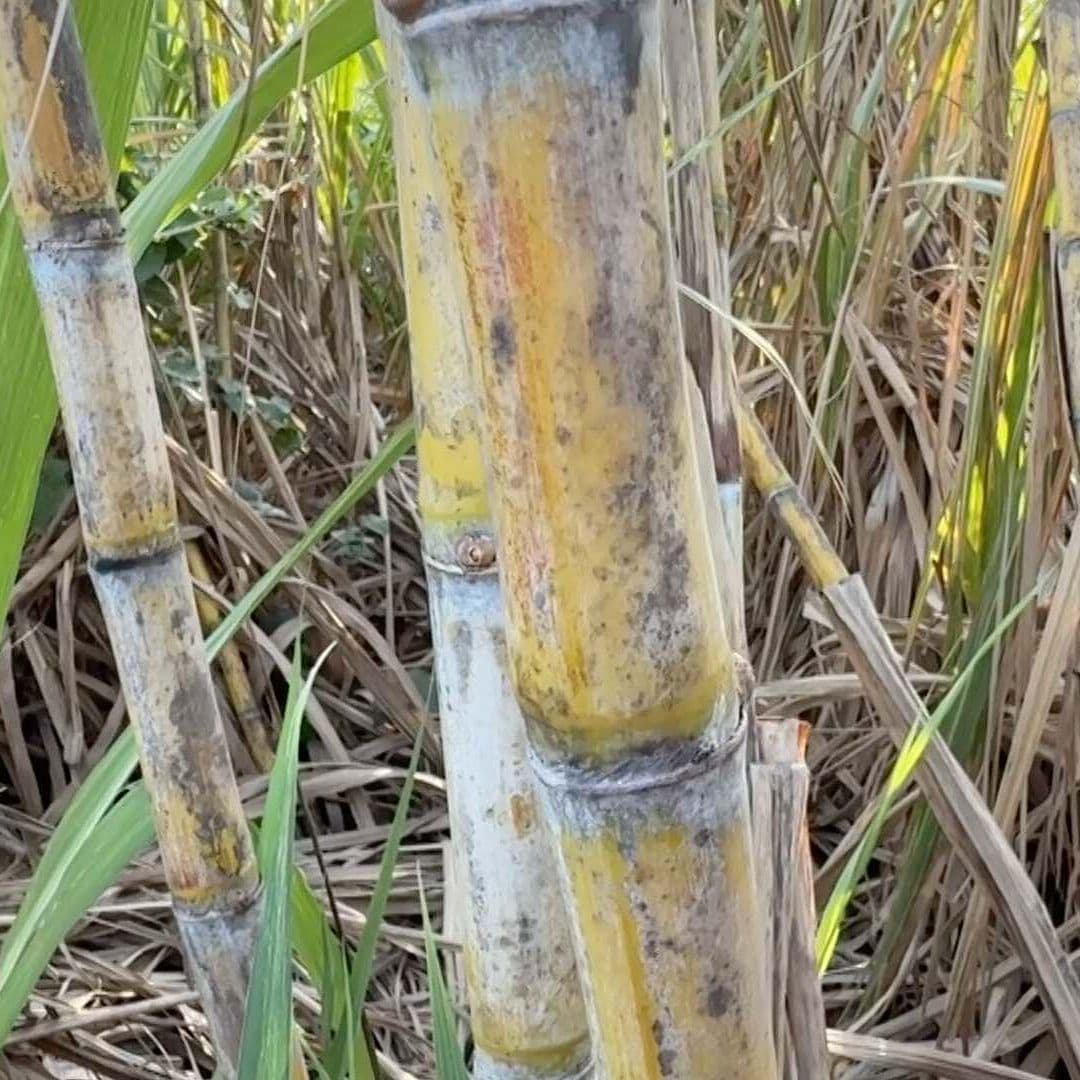 Industria Azucarera Veracruzana en Riesgo por Plagas y Hongos