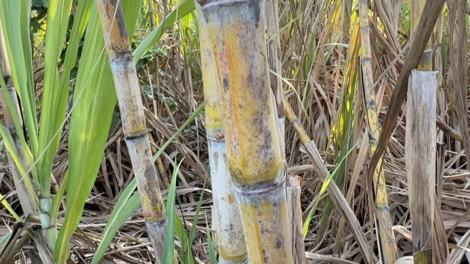 Industria Azucarera Veracruzana en Riesgo por Plagas y Hongos