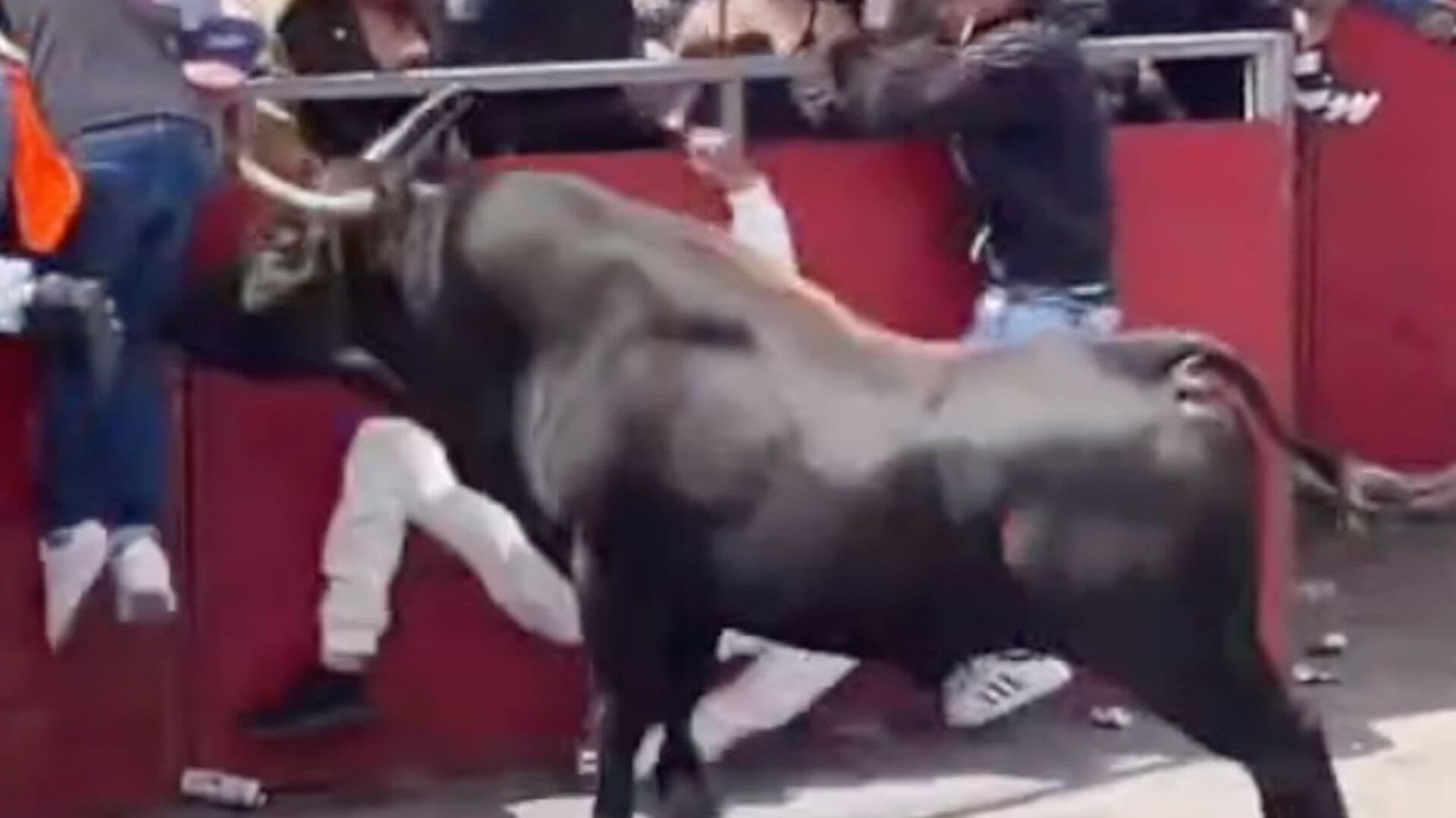 Tetlada 2026 Deja Dos Heridos por Asta de Toro en Tetla de la Solidaridad Tlaxcala