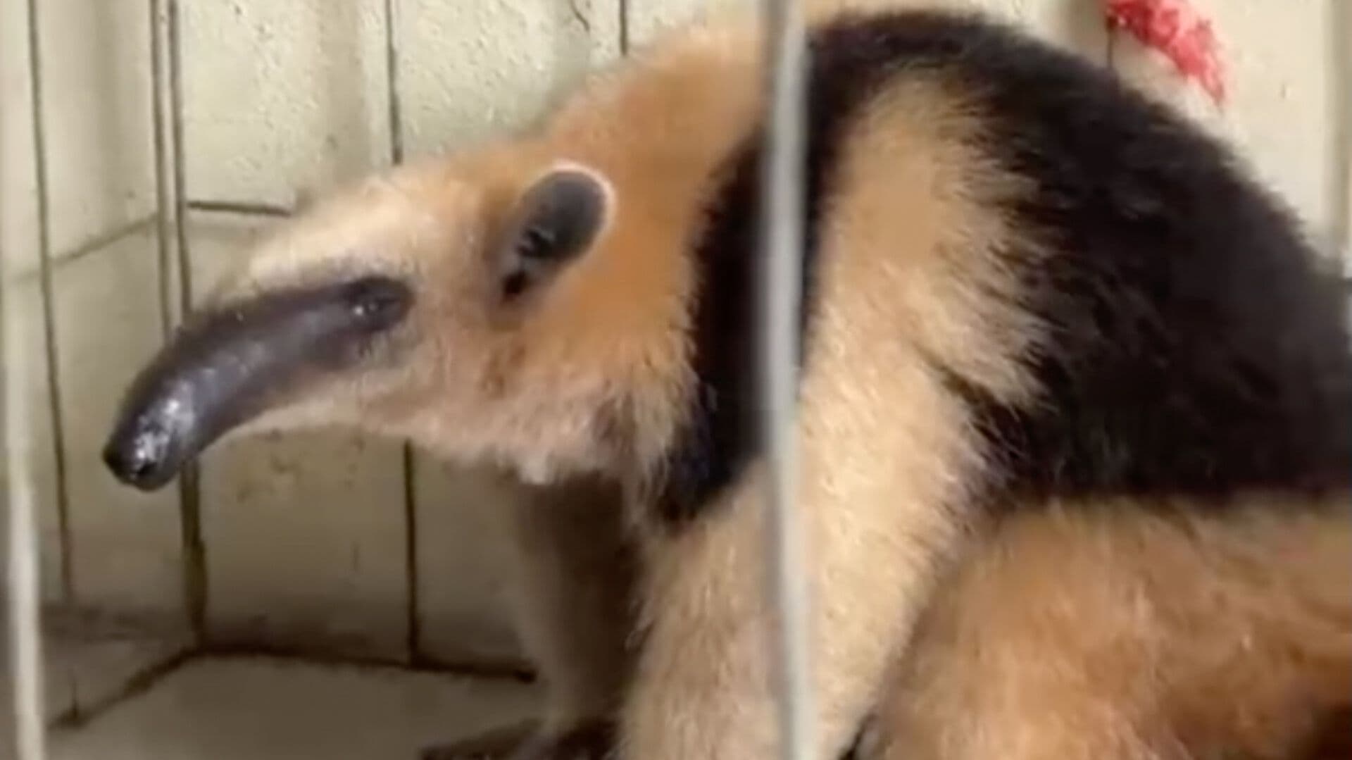 Rescate Oso Hormiguero Peligro de Extinción en Zacatipan Cuetzalan Puebla