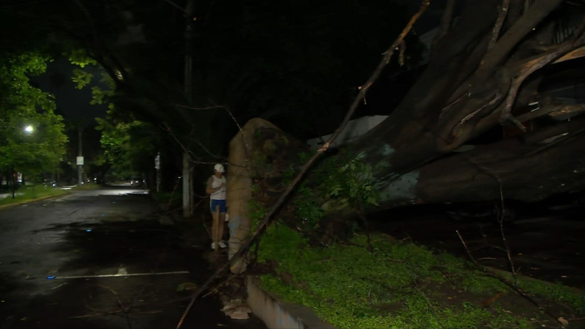 Lluvias Hoy en Guadalajara: Árbol de 25 Metros Cae en Edificio de Colonia Americana
