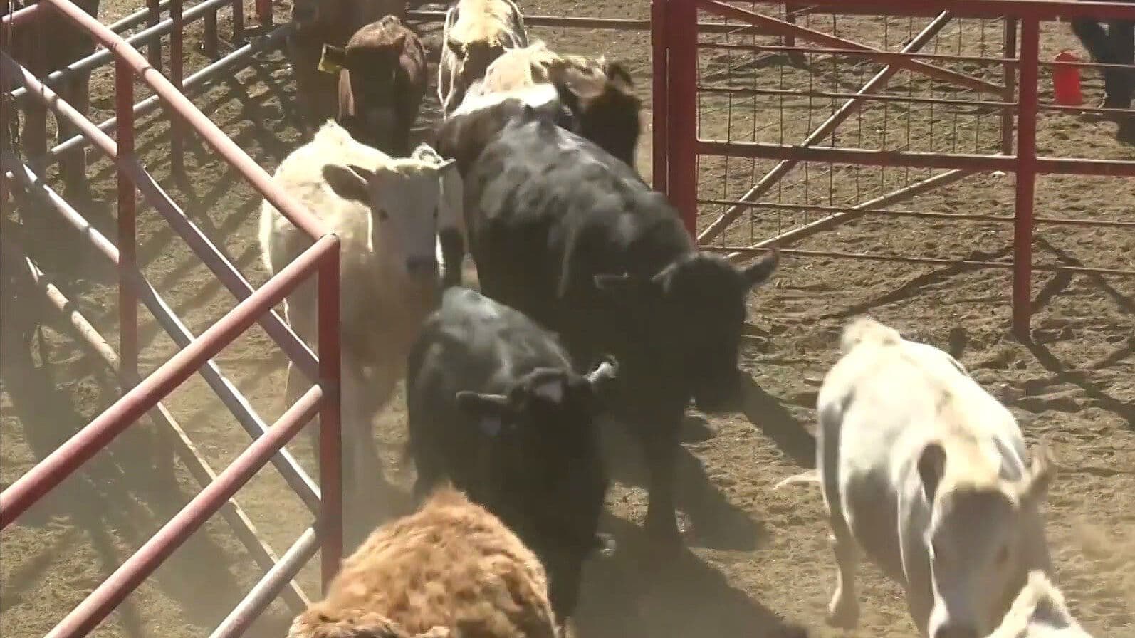 ¿Se Acabó Plaga de Gusano Barrenador? Ganaderos se Preparan para Exportar Ganado