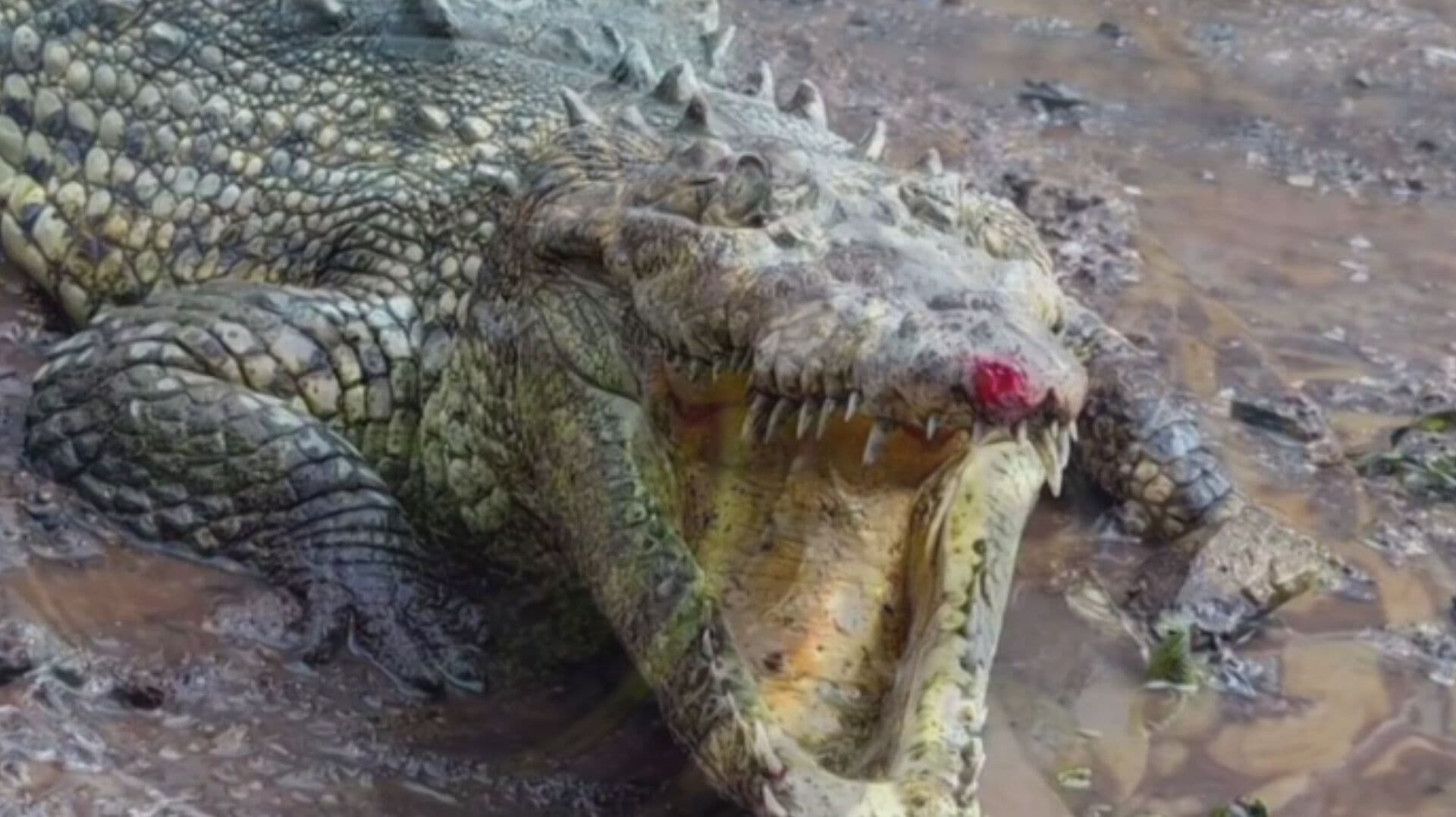 Capturan Enorme Cocodrilo en Presa la Quemada en Jalisco