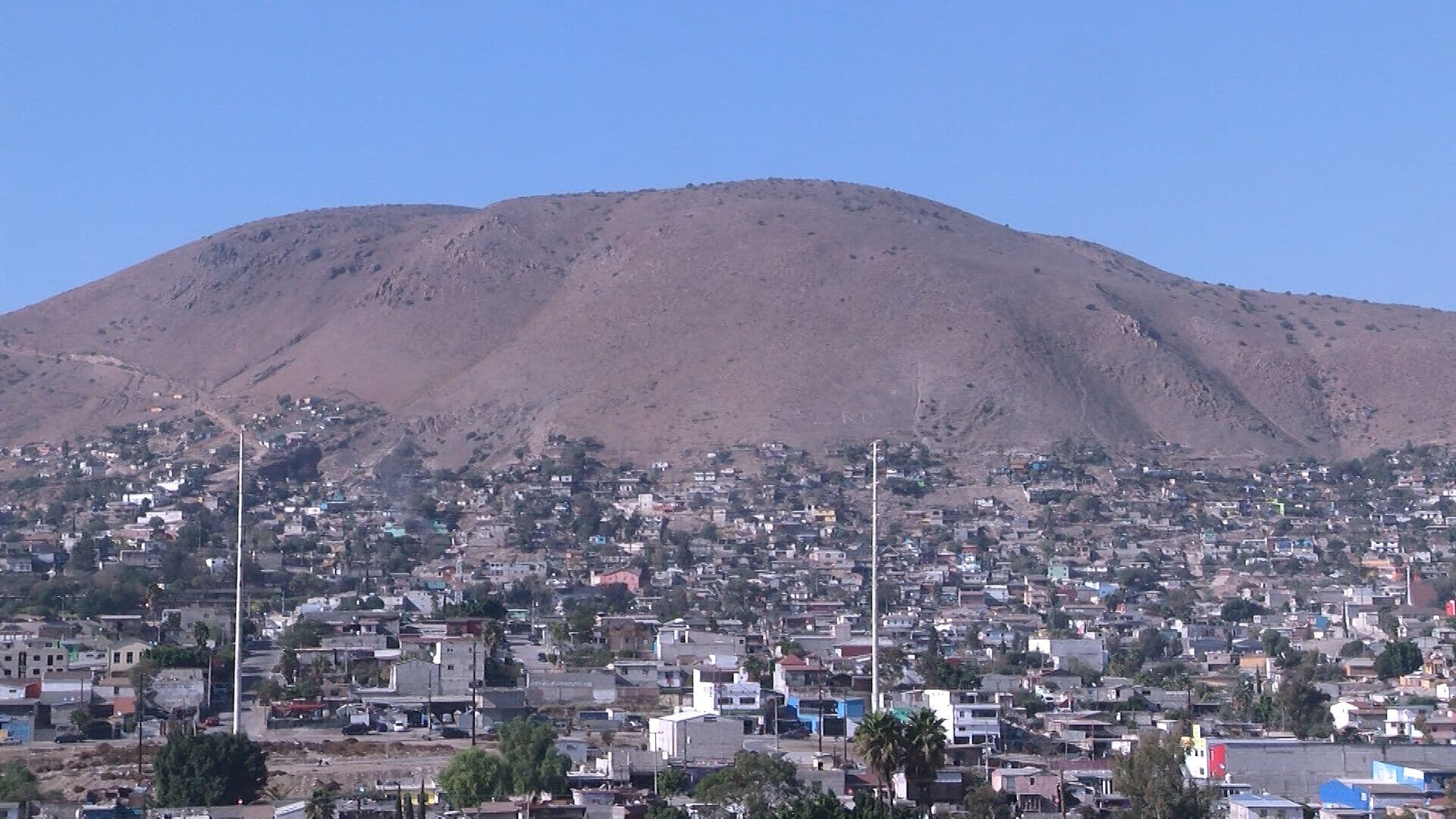 Suman 12 Muertes por Rickettsiosis en Baja California; Refuerzan Medidas de Prevención