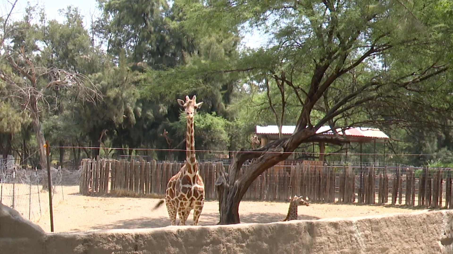 Autoridades del Zoológico Descartan Muerte de Jirafa por Descarga Eléctrica