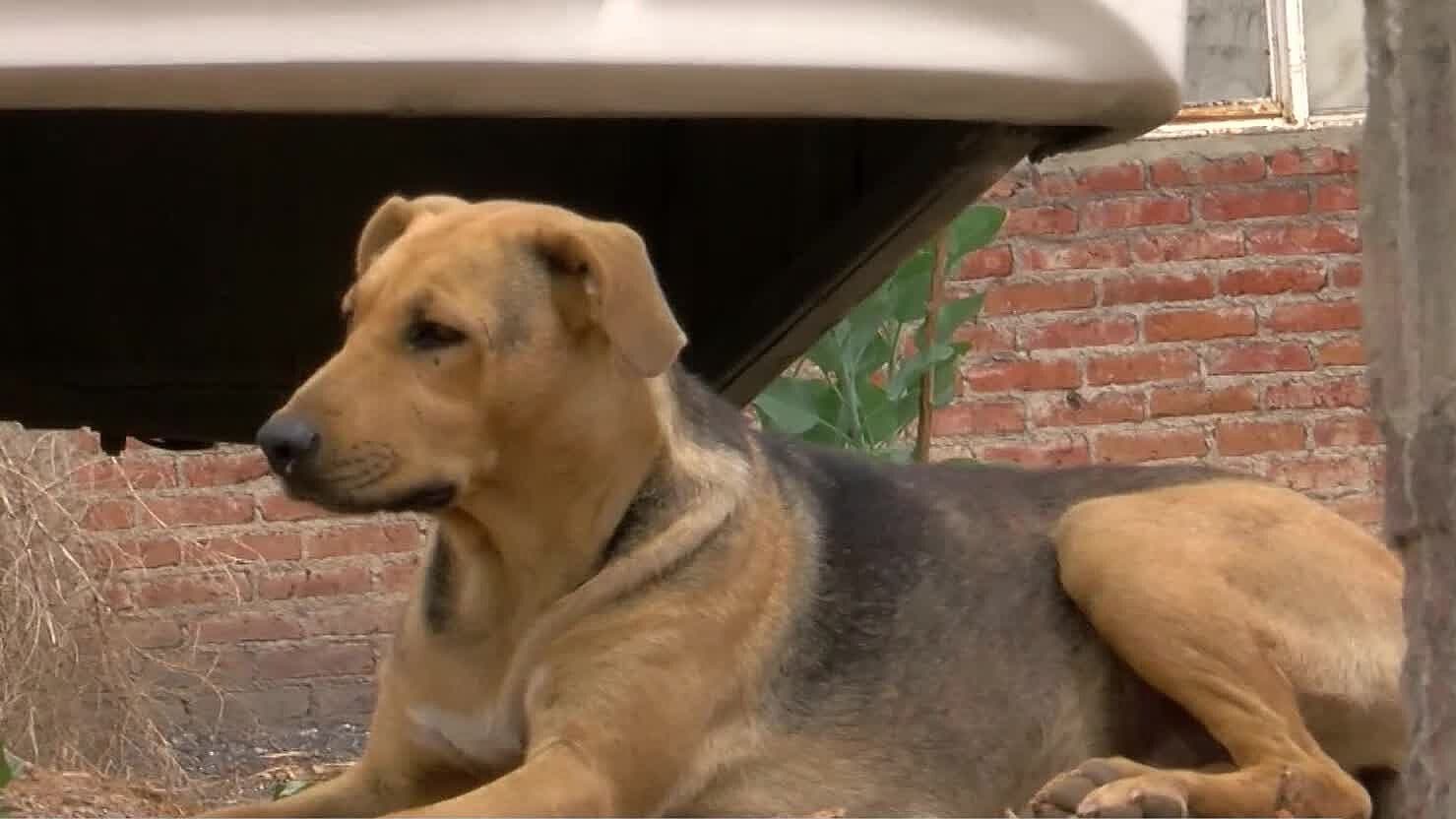 Reportan Presunto Envenenamiento de Perros en Colonias de Guadalupe; Van 15 Muertos